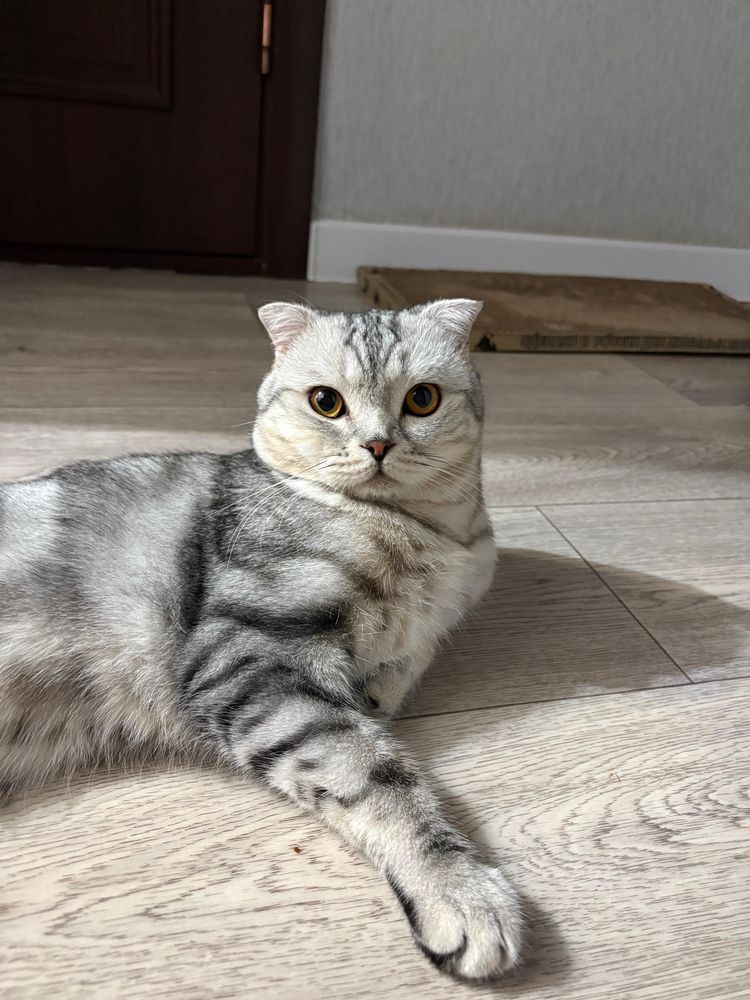 Чистокровный шотландский вислоухий джентльмен в поиске кошечки