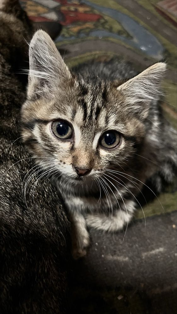 Отдам котят в хорошие руки