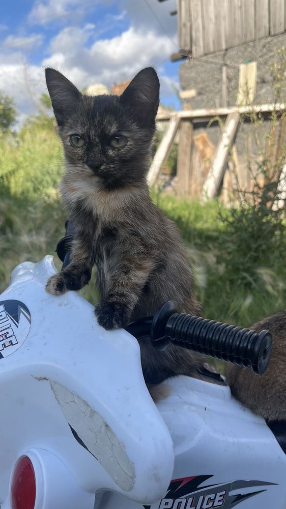 Отдам котят в добрые  руки