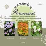 Саженцы, деревья, цветы , петуния