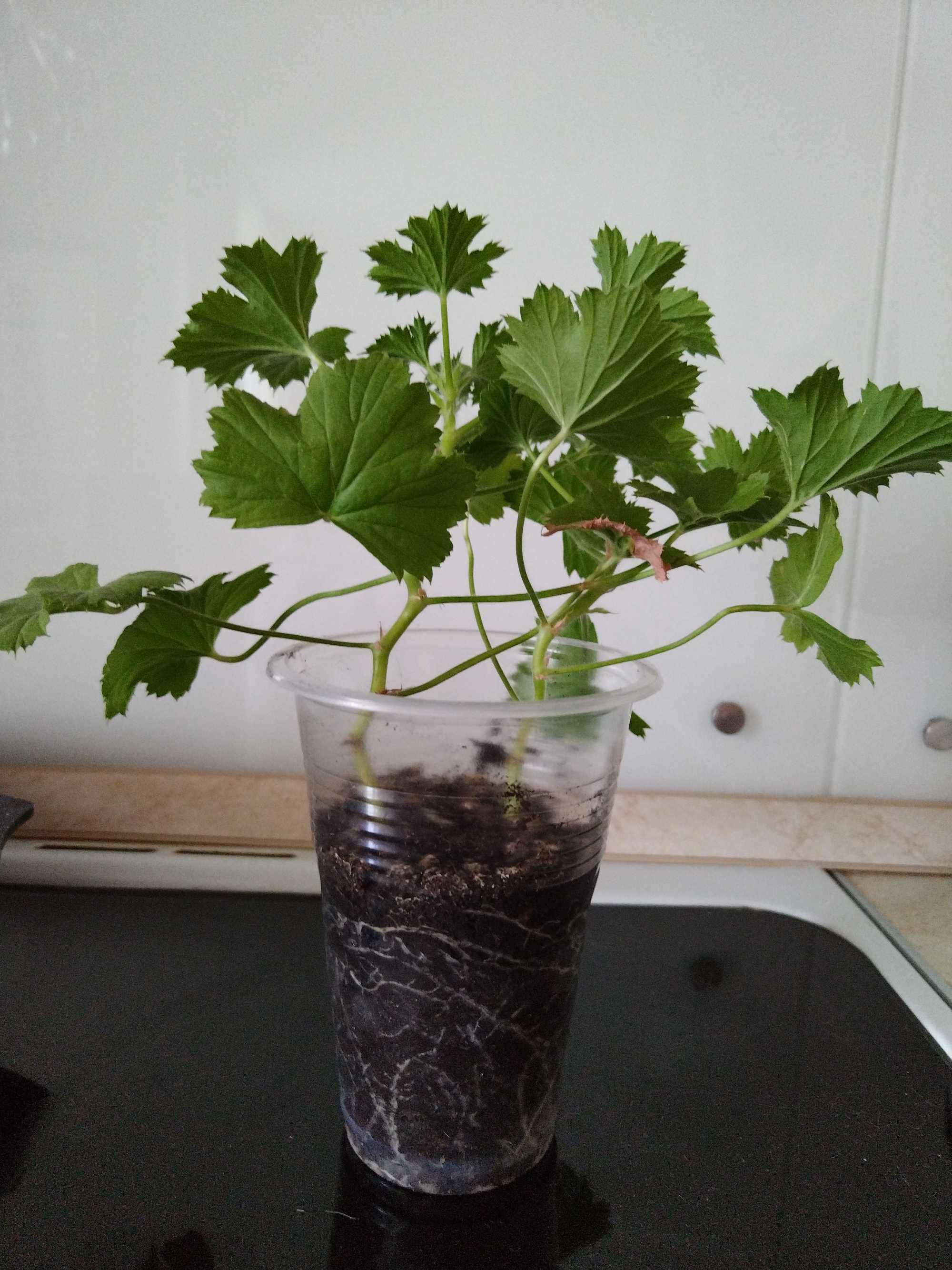 Продам королевскую герань цветущую розочками