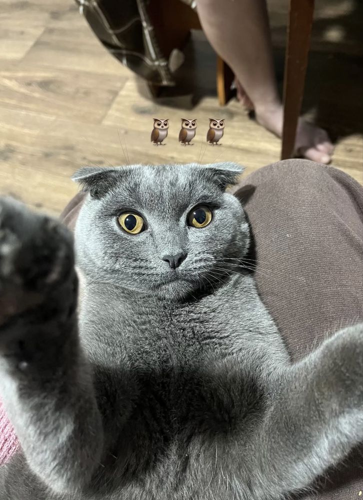 кот шотландский вислоухий бесплатно
