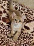 Шиншилла Котик ласковый 3 мес