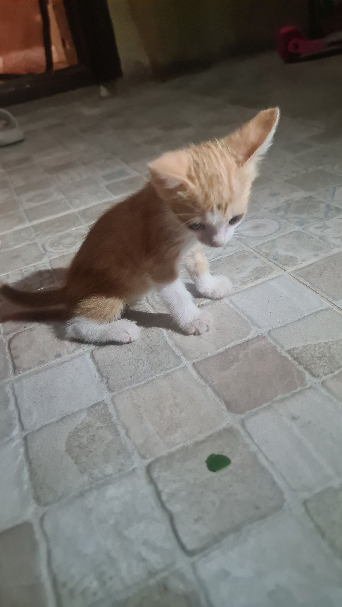 Котёнок рыжий мальчик