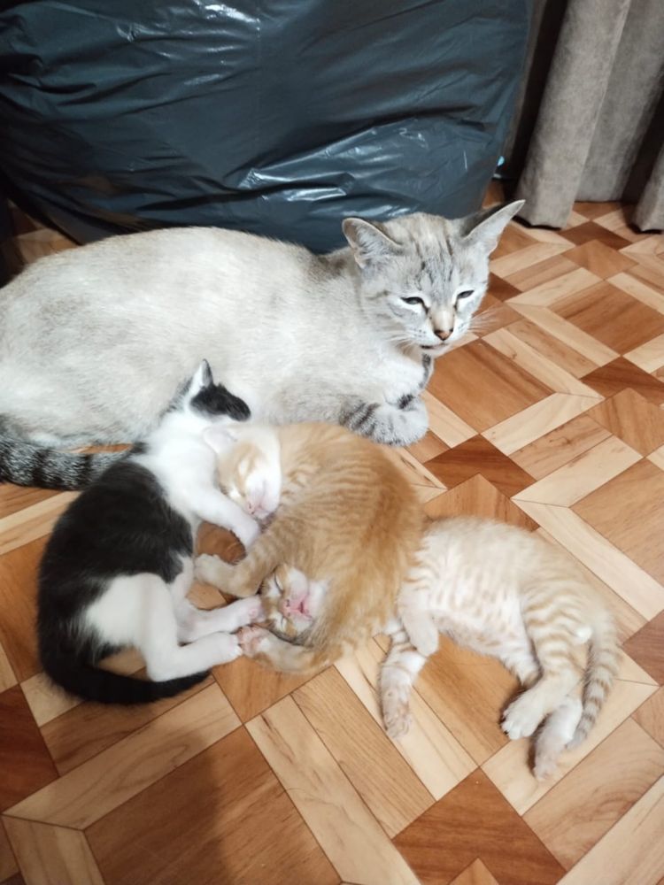 Отдам две кошечки