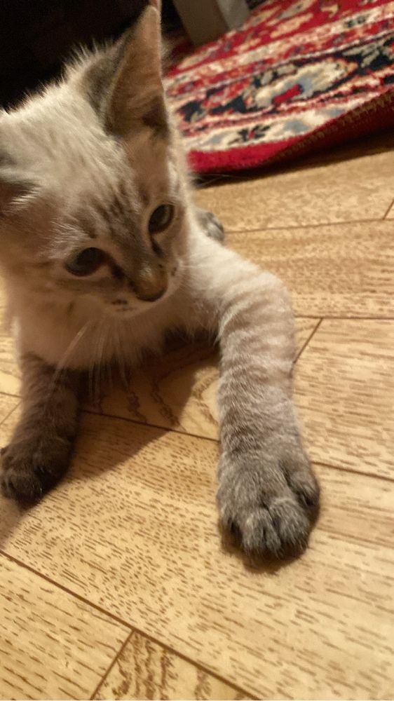 Отдам котенка 4месяца