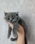 Британский котенок