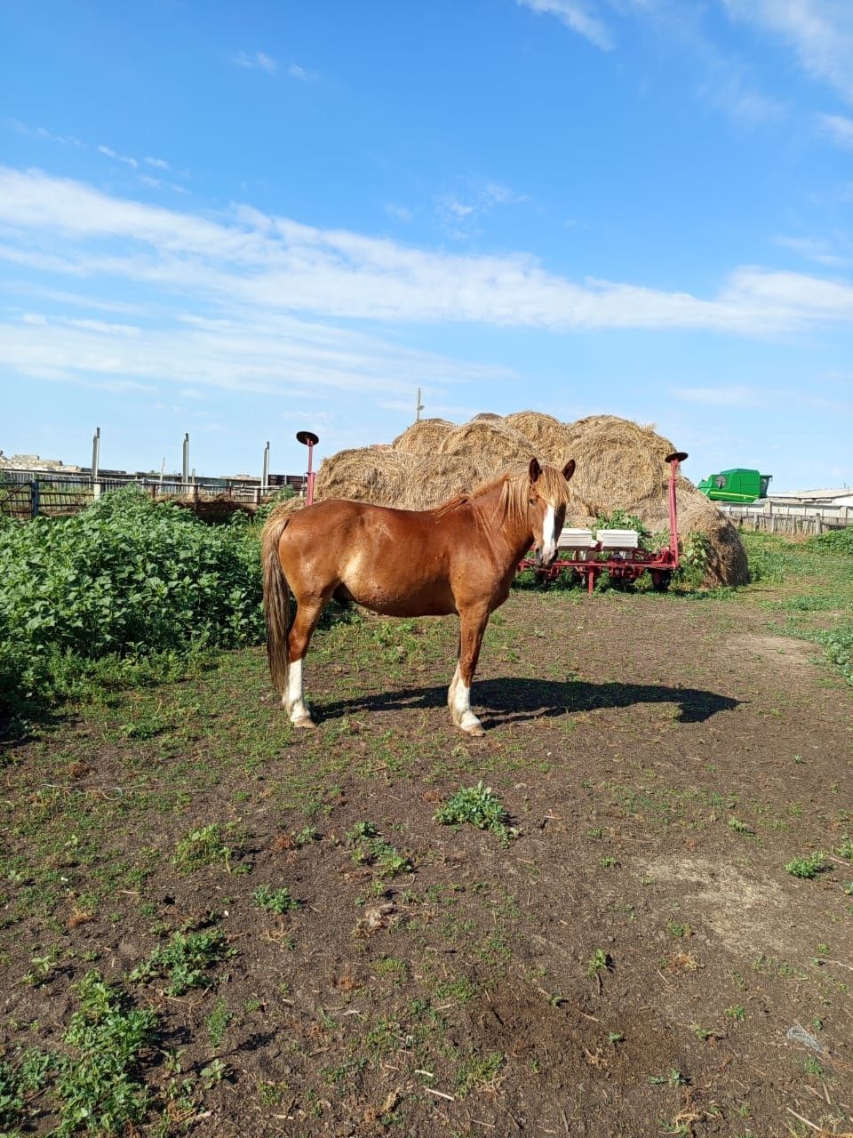 Продам лошадь Мерин