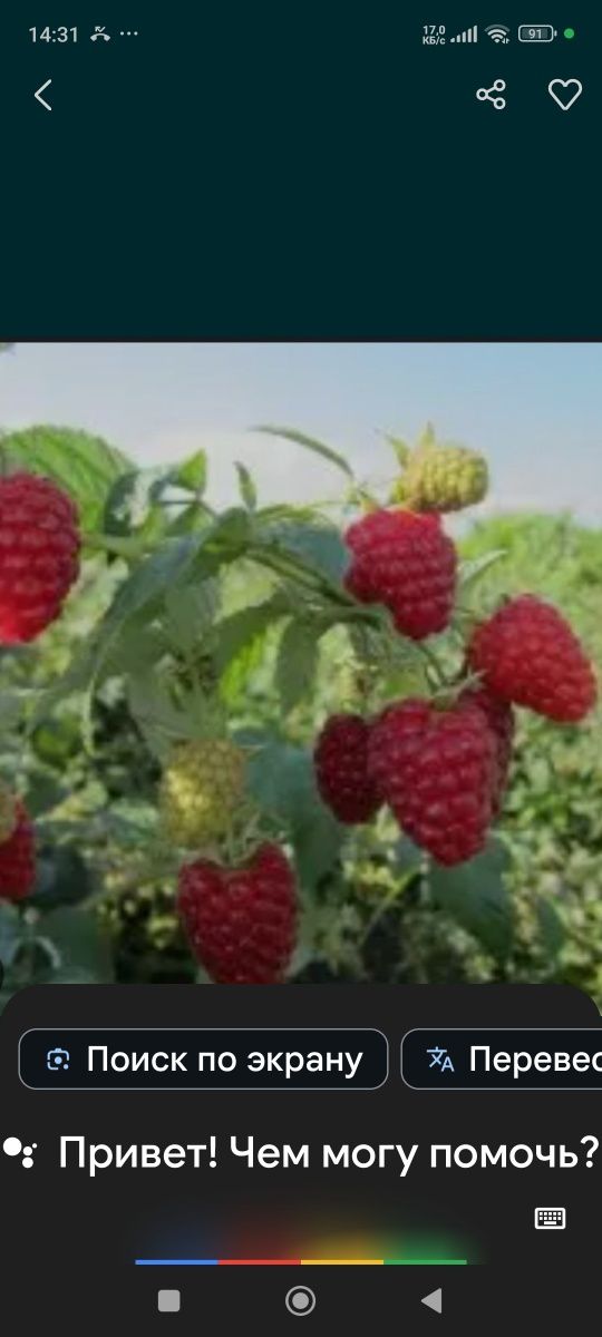 Продам саженцы клубники и малины.