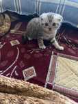 Продам котенка шотландец вислоухий девочка