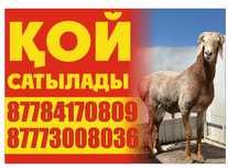Кой, тоқты сатылады