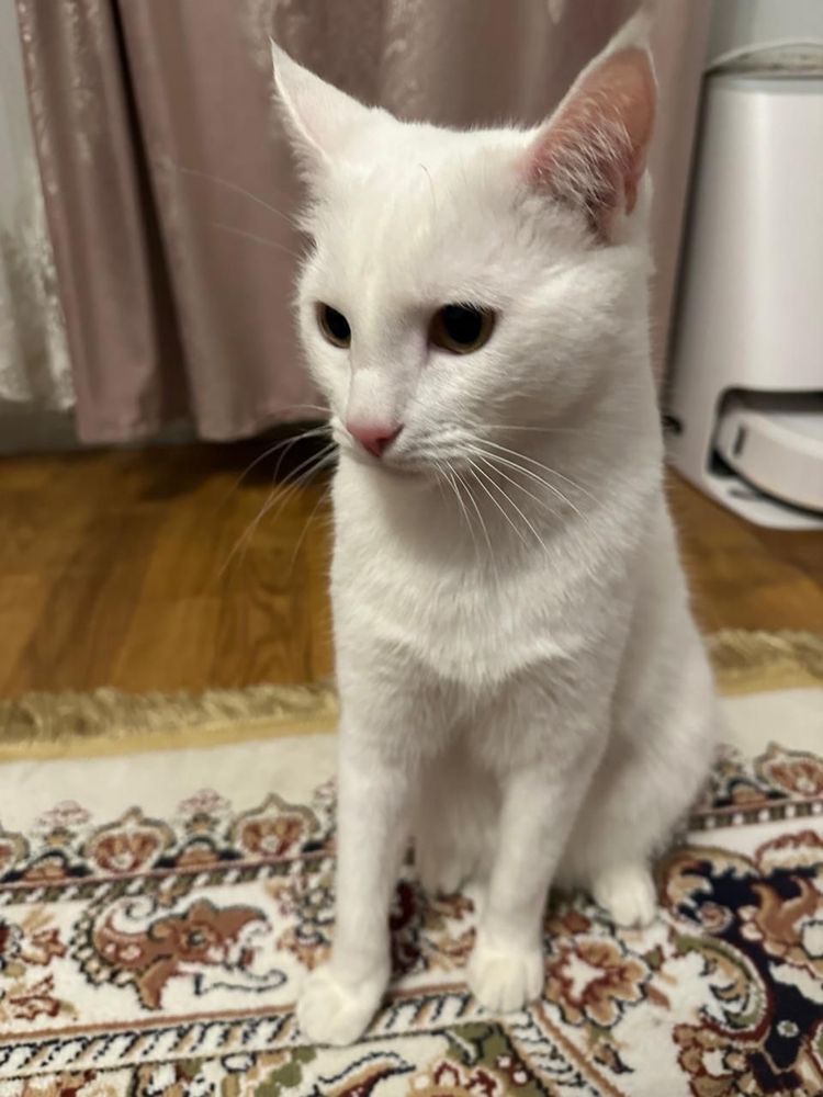 Отдам кота в хорошие руки !