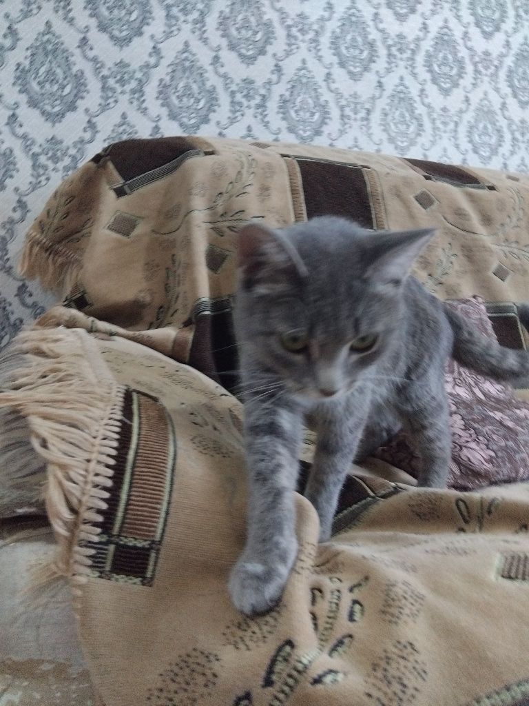 Отдадим котёнка и кошку