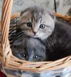 Шотландские котята
