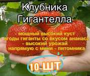 Саженцы клубники