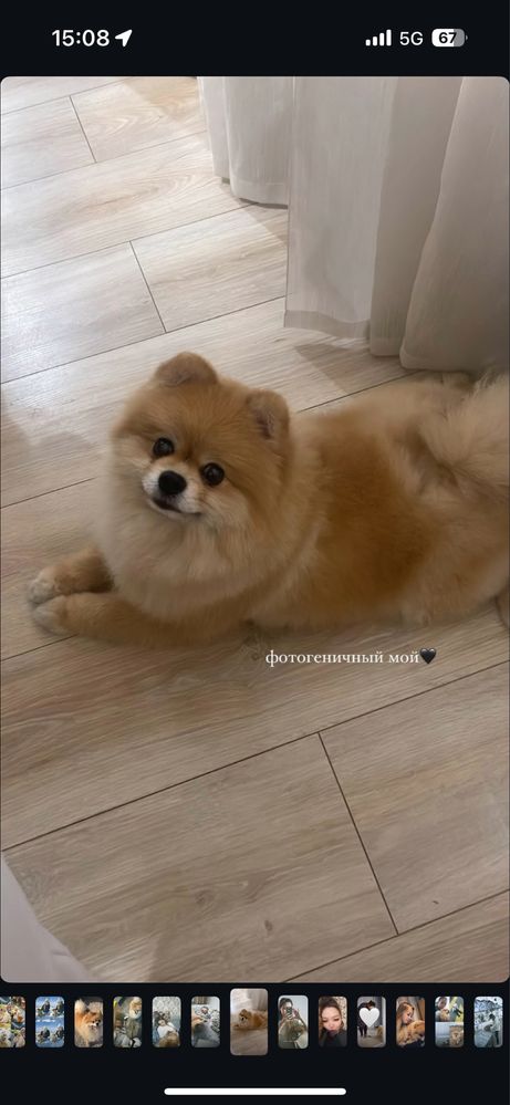 Вязка немецкого шпица