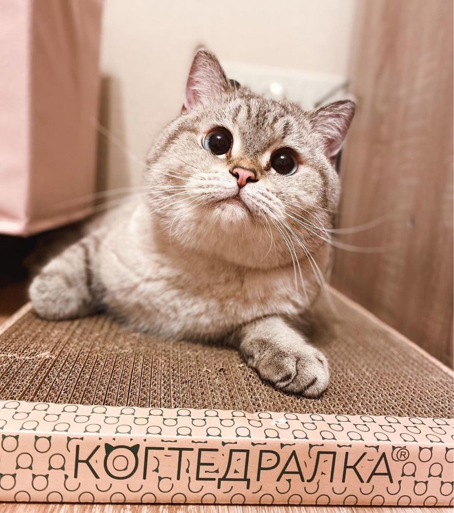 Когтеточка из гафрокартона с мятой для кошек