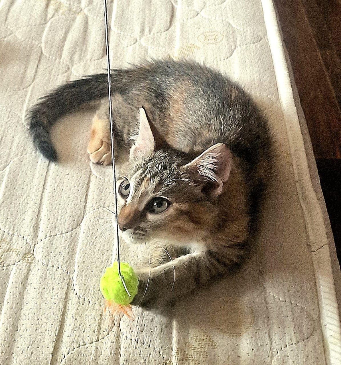 Котенок ищет дом