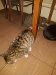 Отдам кота в хорошие руки