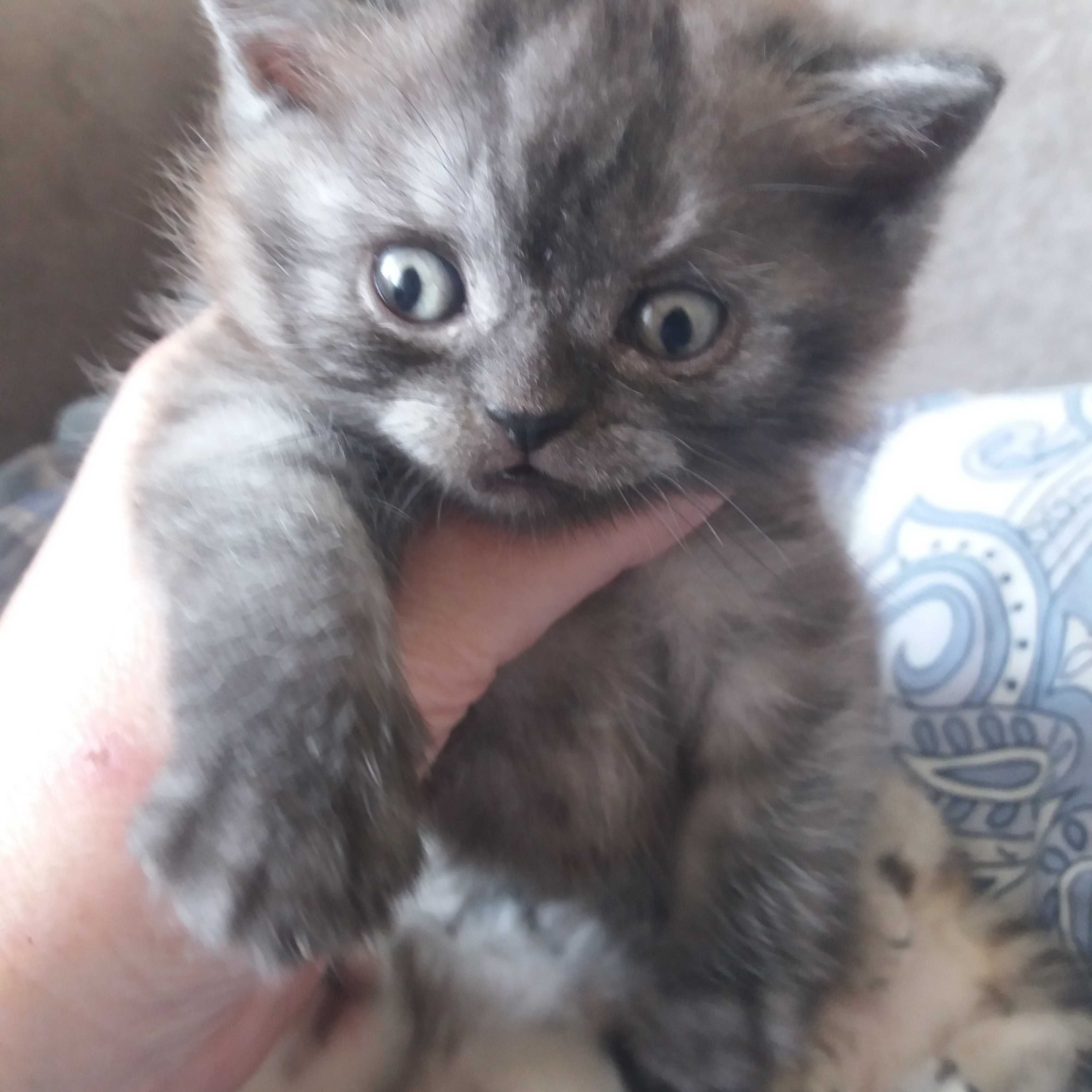 Шотландские котята шиншиллы