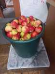 Продам сладкие яблочки