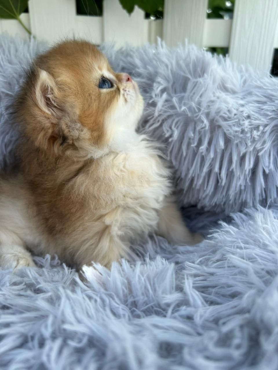 Котята готовы к переезду