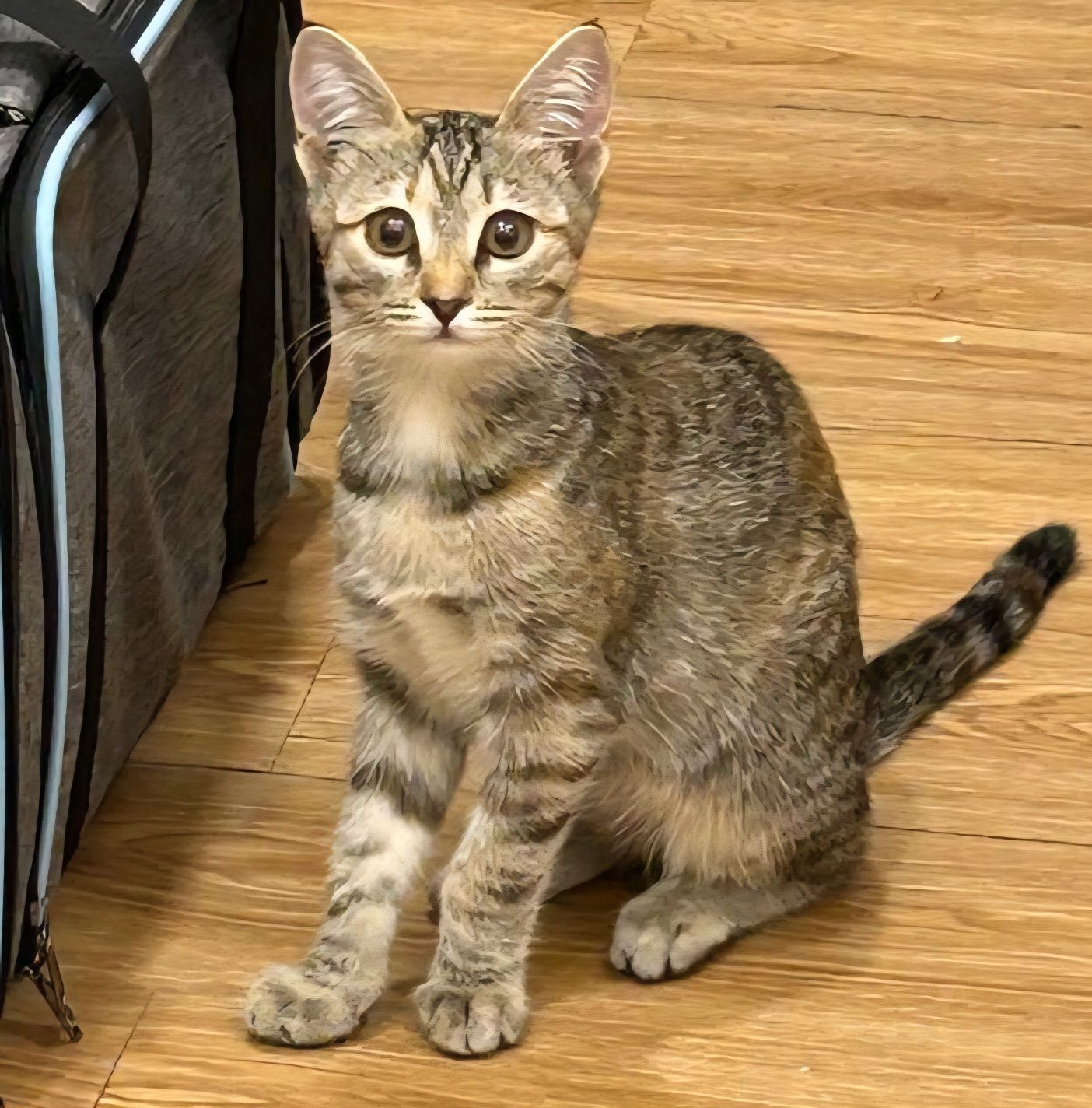 КОТЯТА ищут дом!
