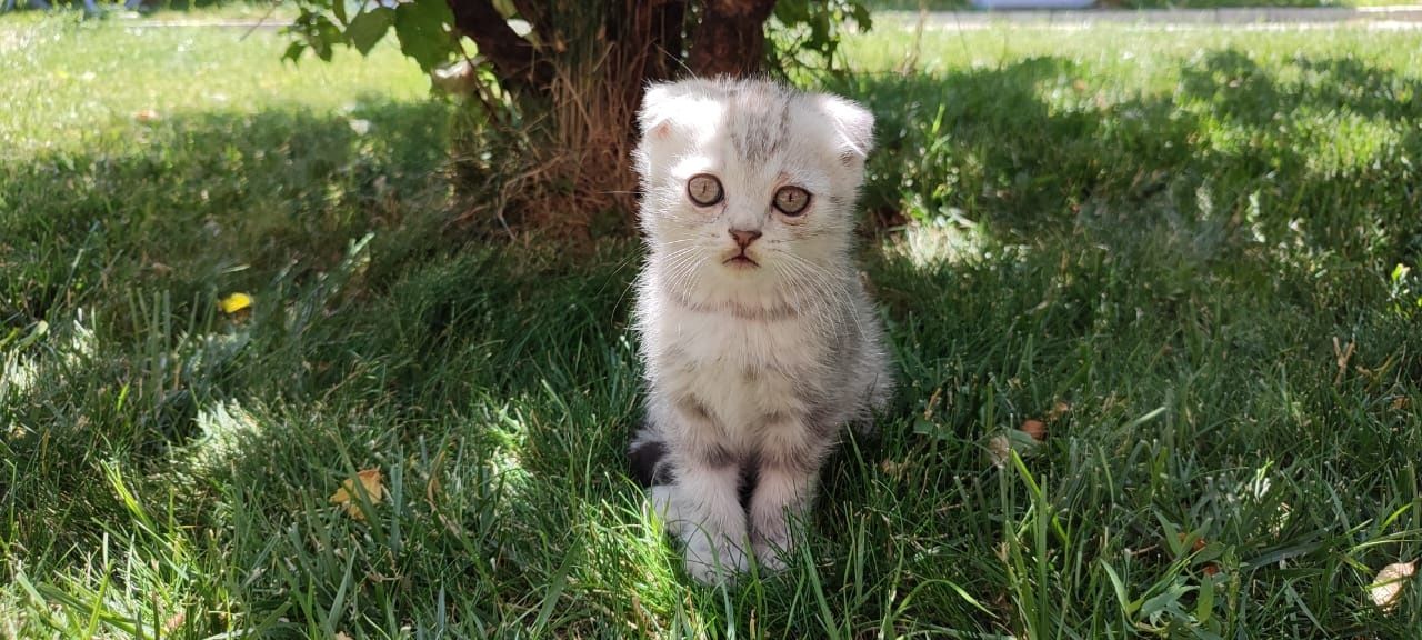 Скоттиш фолд мальчики