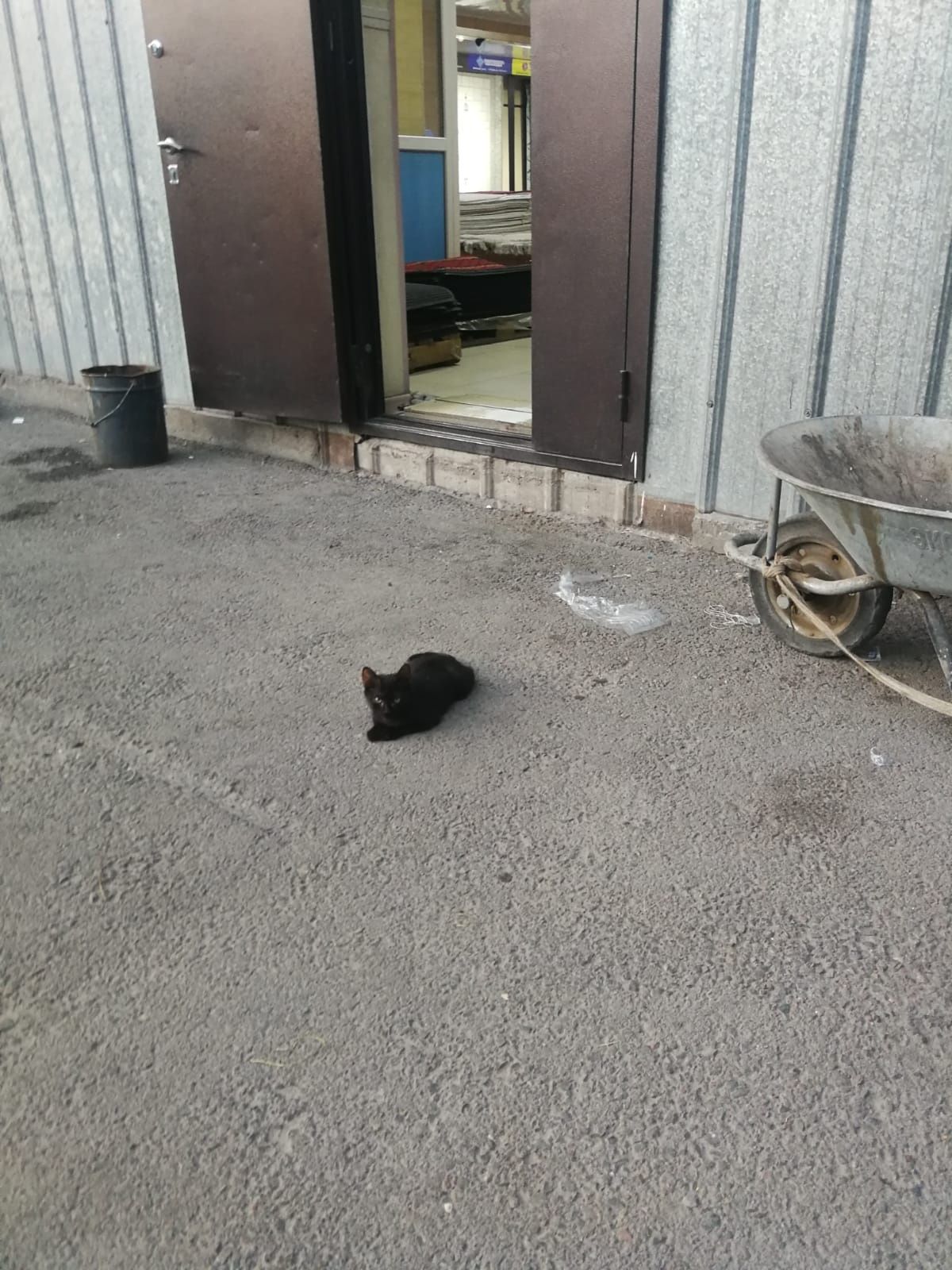 Отдам котика в доброе руки