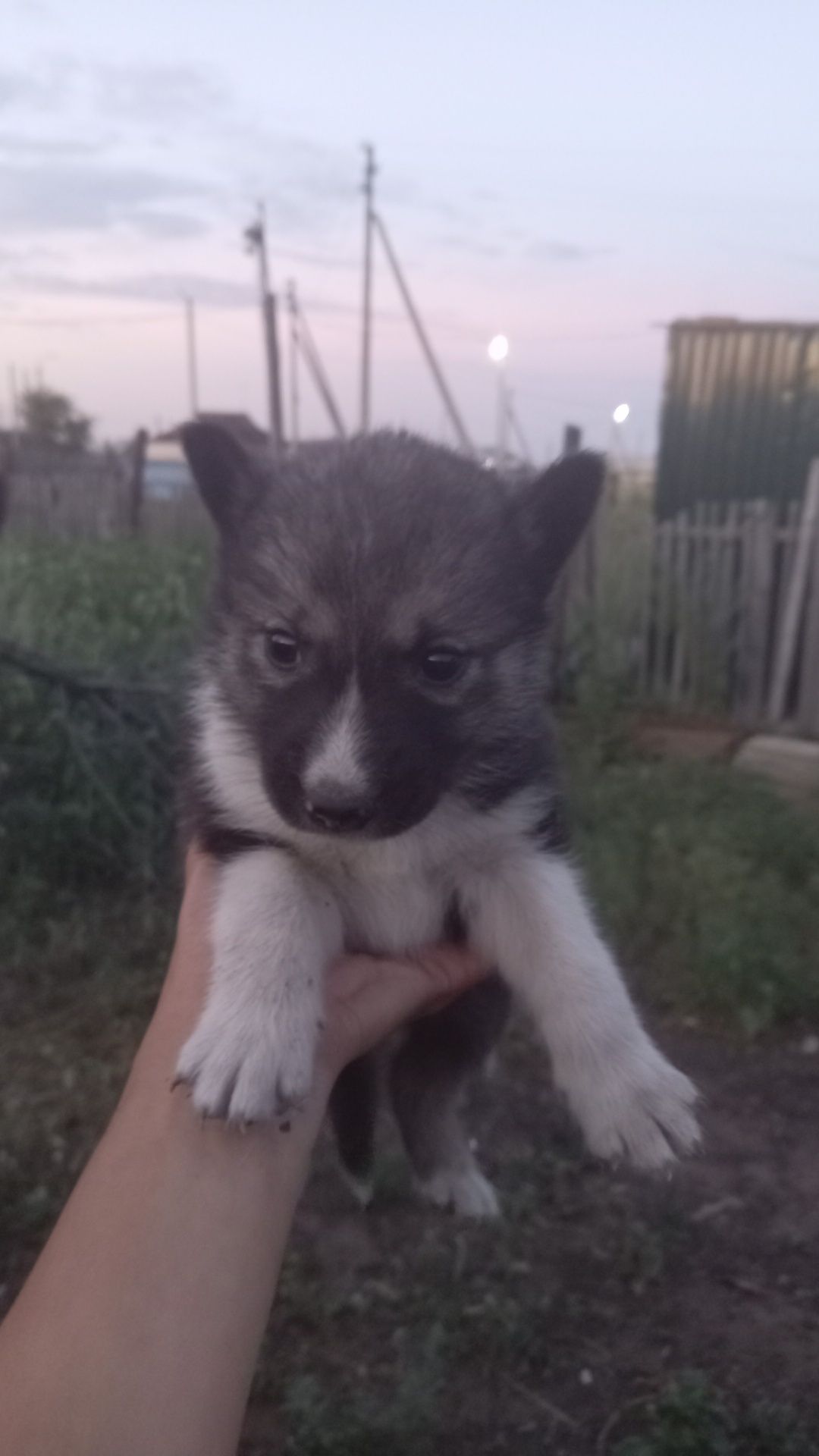 Продам щенят хаски