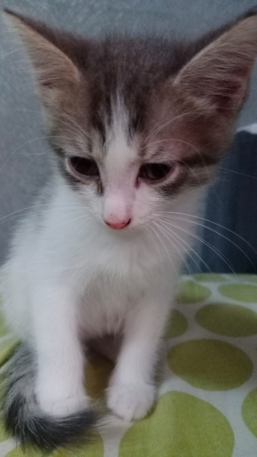 Котята. В хорошие добрые руки.