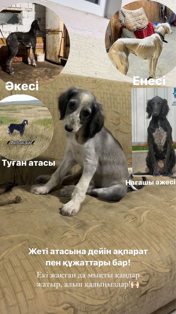 Щенки Казахской Тазы ( с документами)