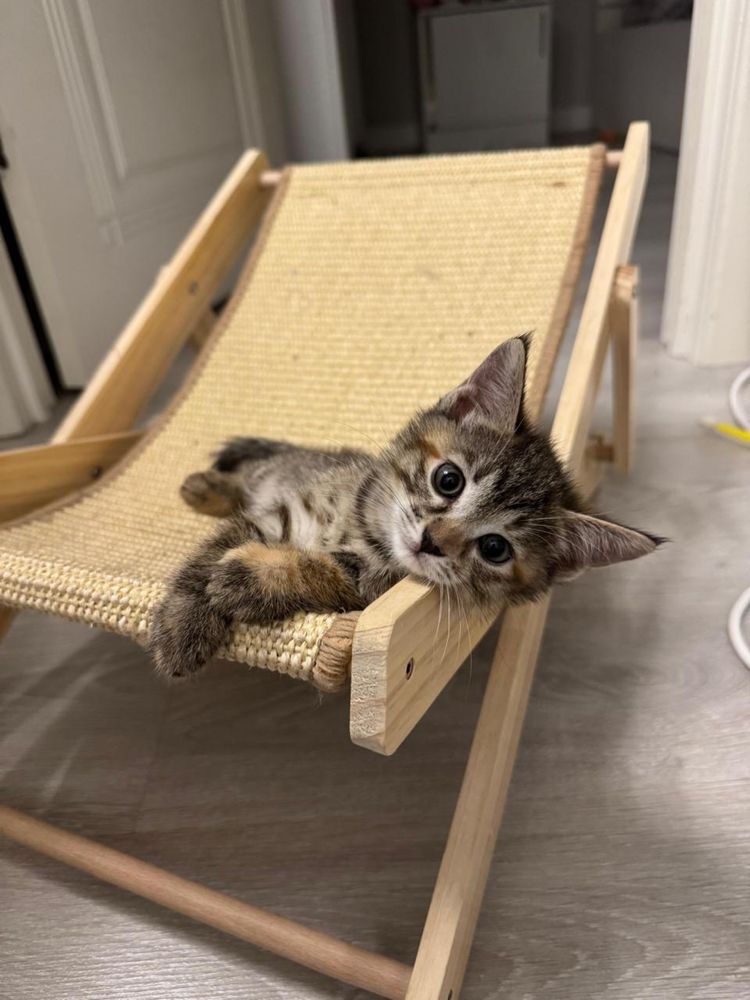 Котята бесплатно