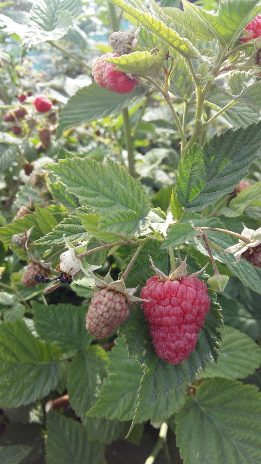 Продам дачную свежесобранную малину.