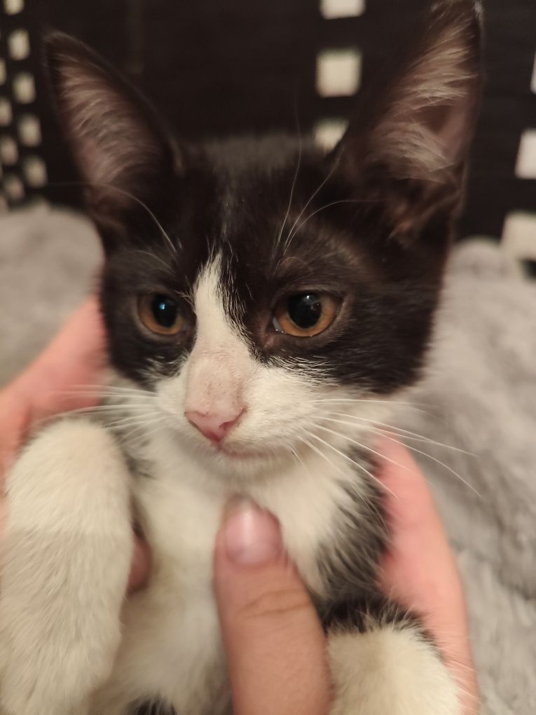 Котенок мальчик ищет дом 3 месяца