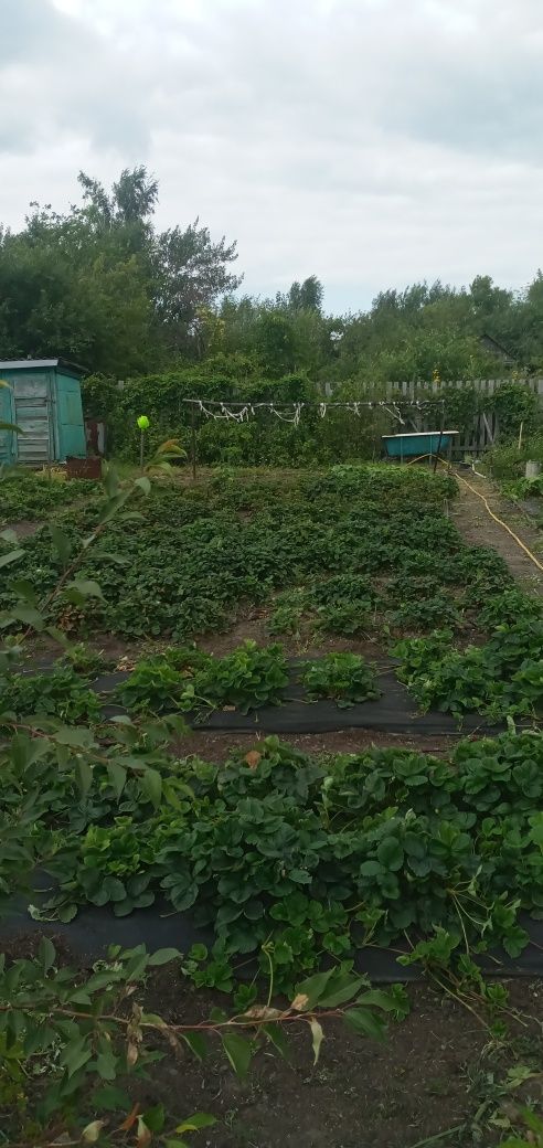 Продам дачу в обществе Борки