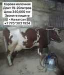 Продам корову Телёнка доиную">