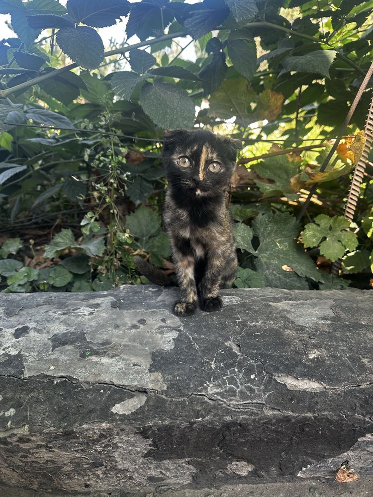 Котята вислоухие бесплатно