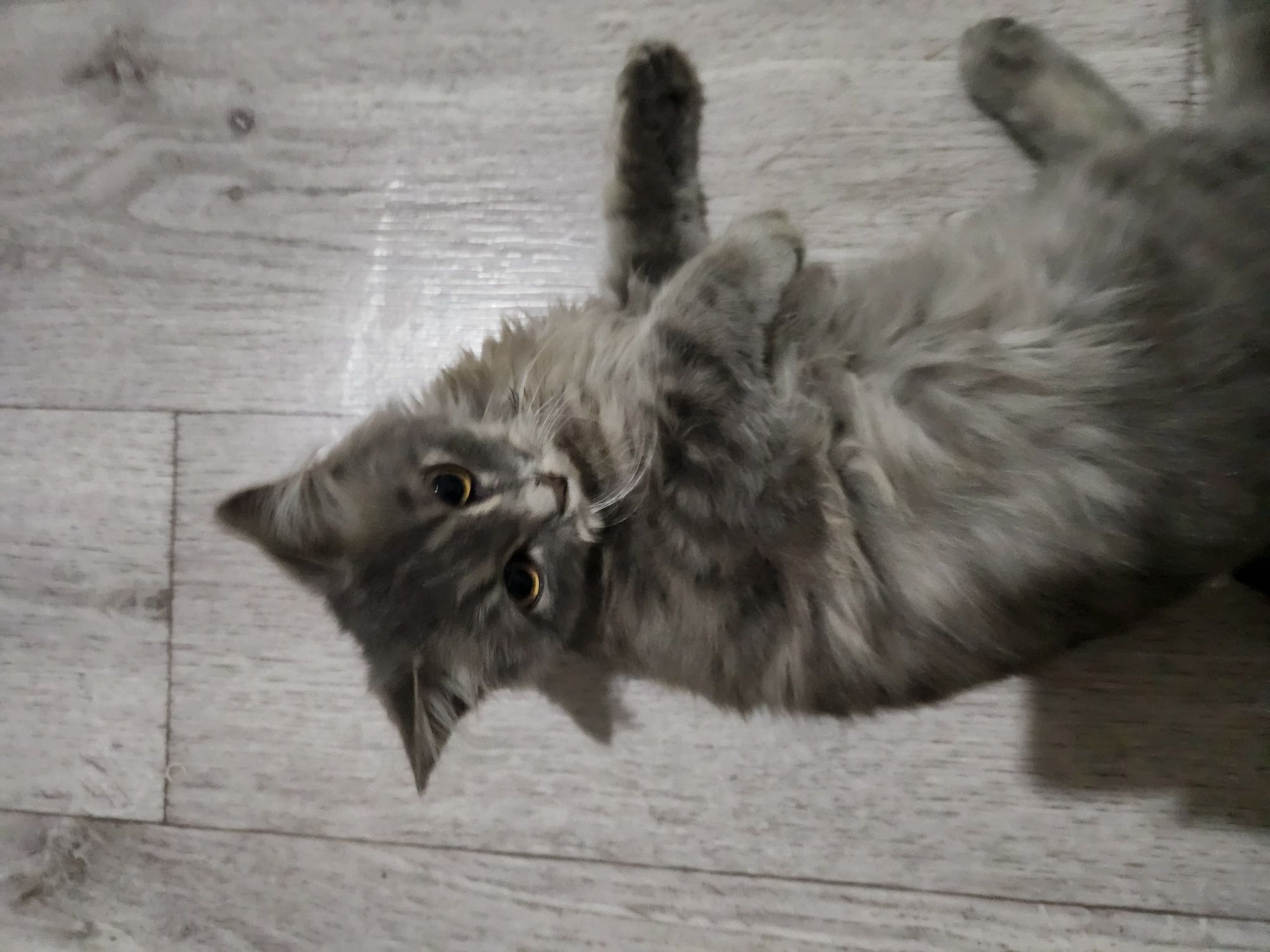 Отдам котика в добрые руки
