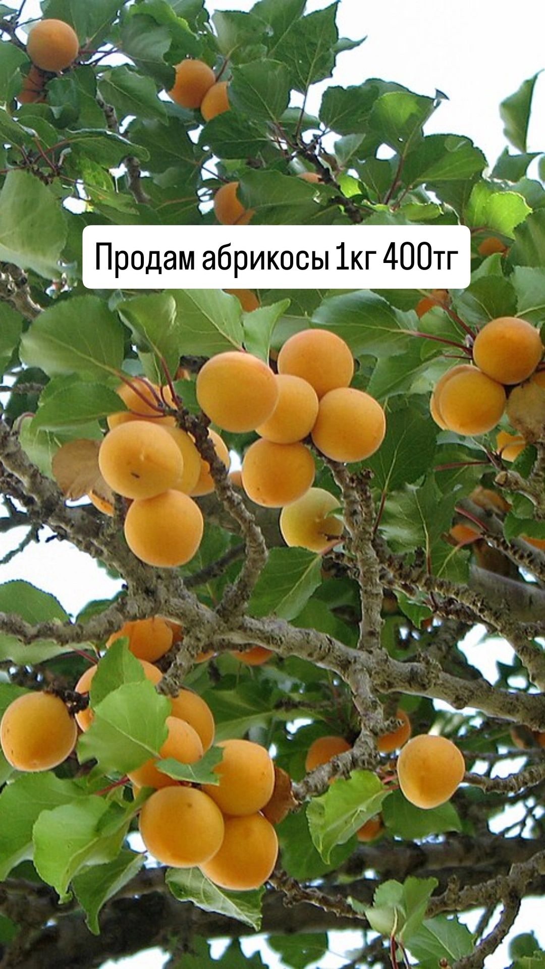 Продам фрукты на кампоты