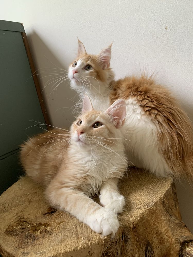 Котята мейнкун с родословными