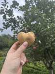 Картофель дачный