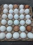 Продам яйцо куриное и остальное
