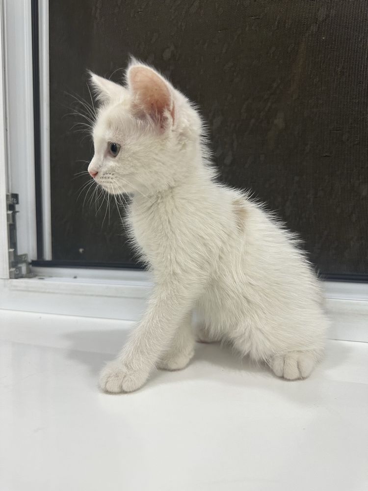 Бесплатно котят в добрые руки