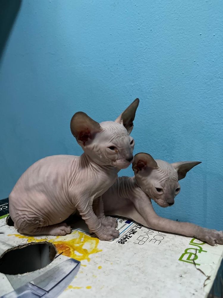 Сфинкс элитные котята