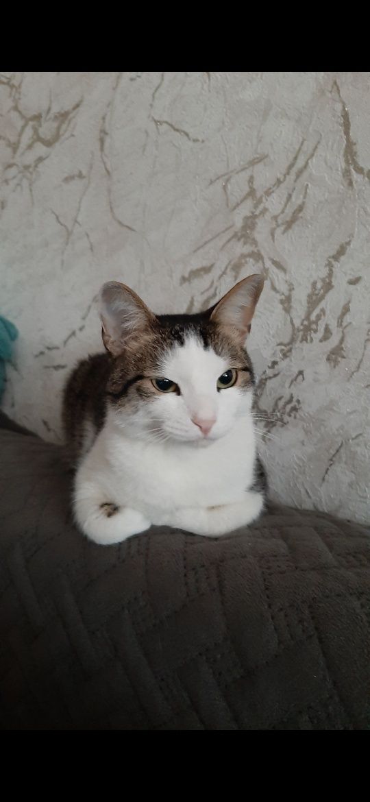 Отдам милую кошку