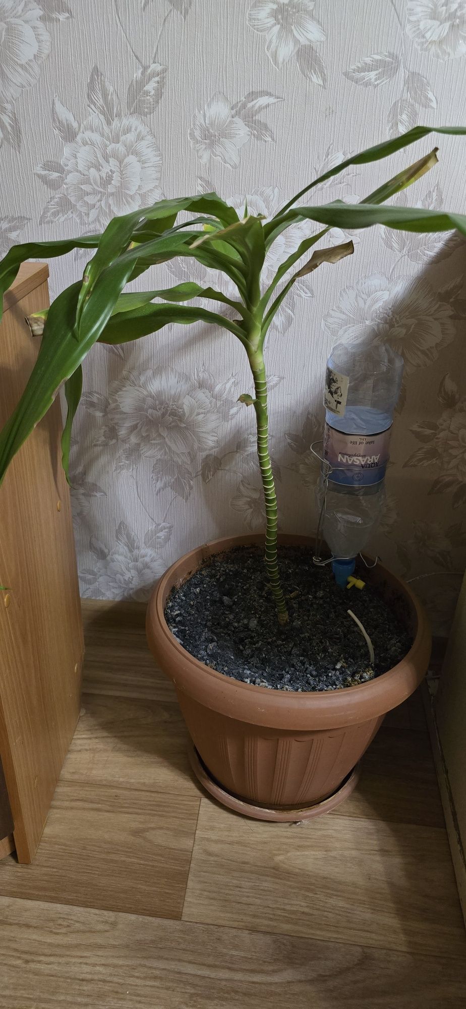 Отдам бесплатно цветок