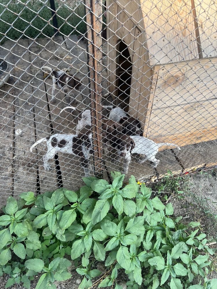 Продам щенок дратхар