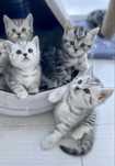 Хорошенькие Шотландские Котята