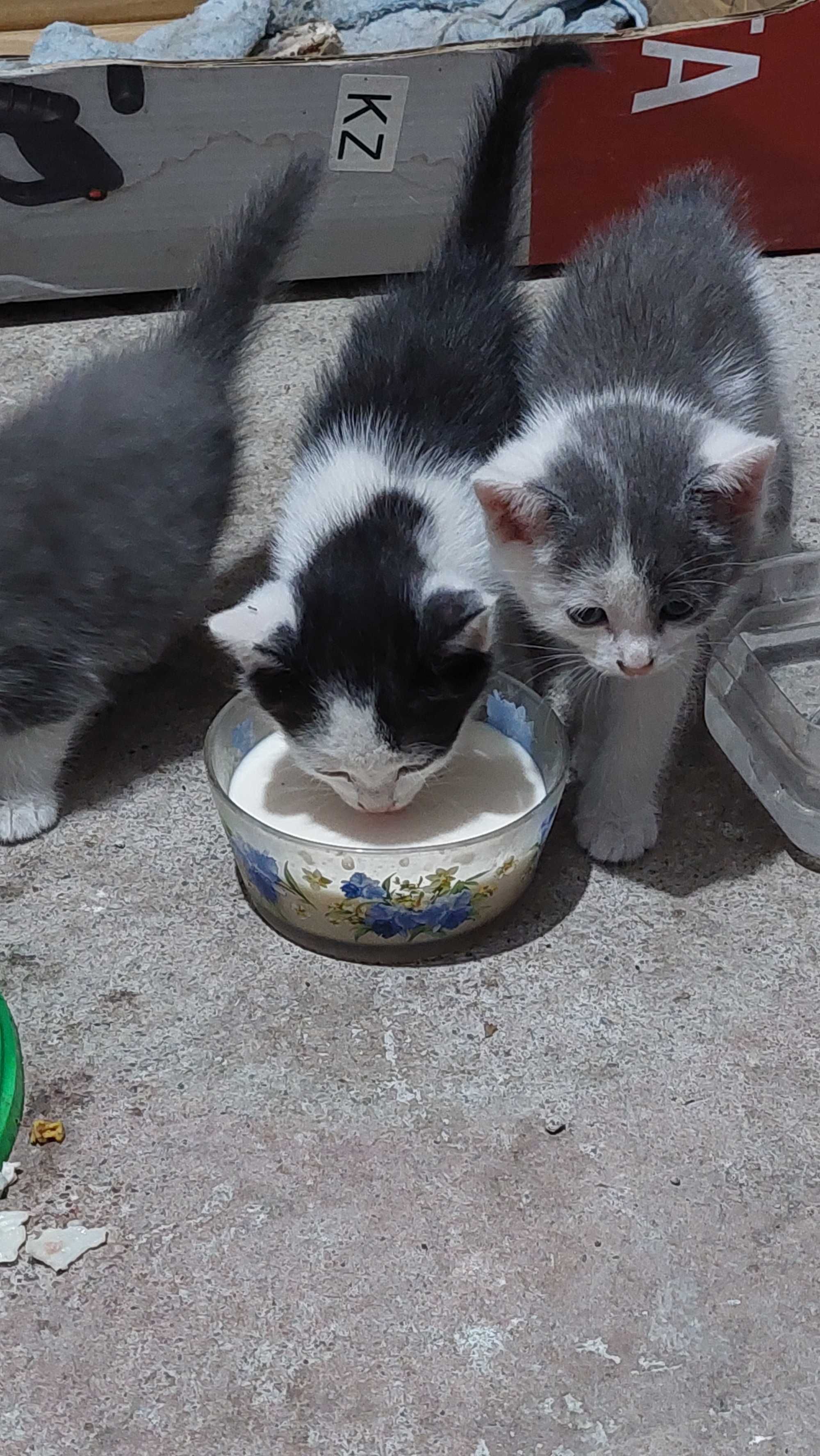 котята в хорошие руки